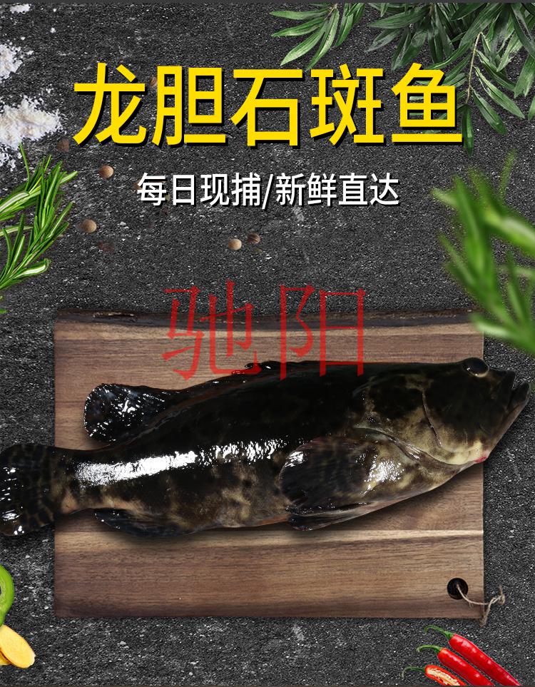 每日现捕新鲜活海捕海鲜龙胆石斑鱼珍珠龙胆鱼1000g/条【图片 价格
