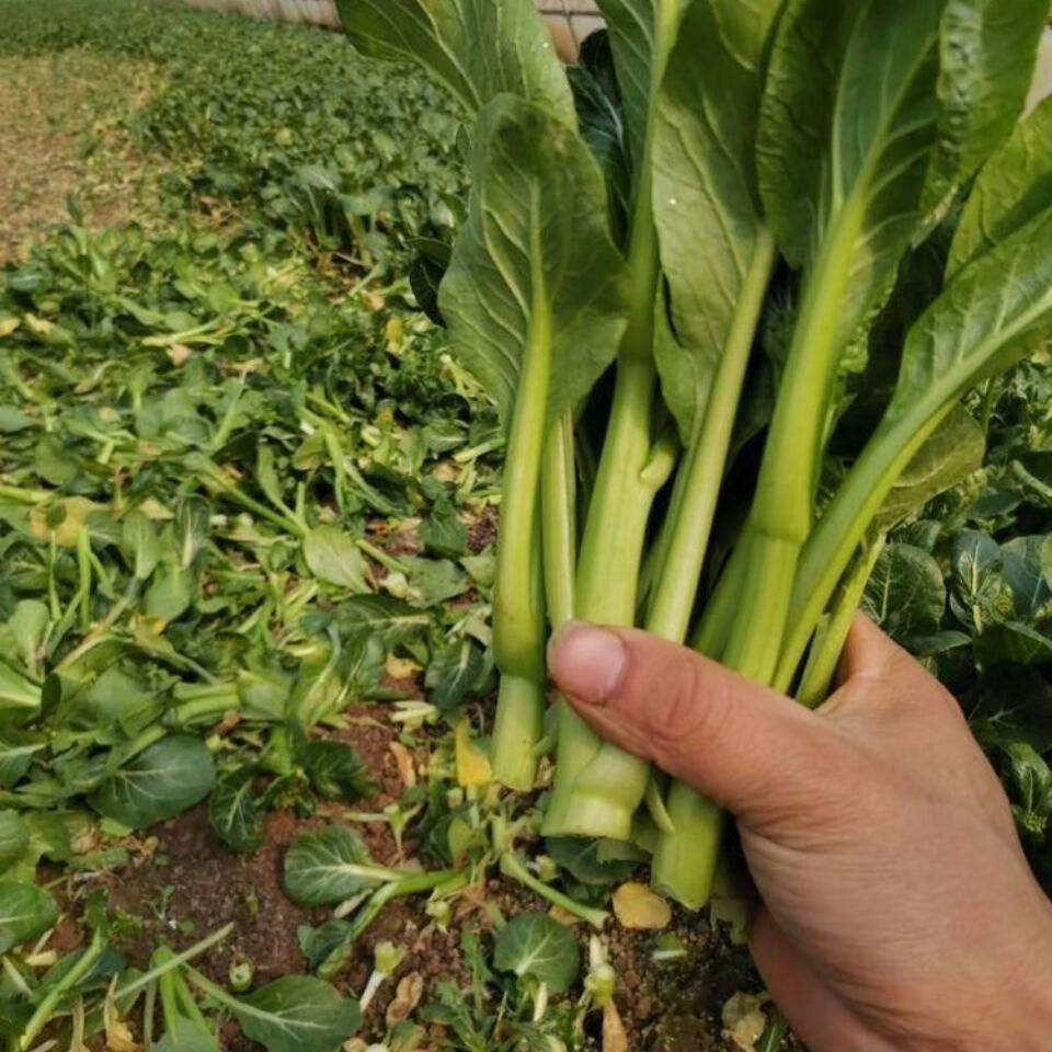 新鲜蔬菜广东菜心菜苔新鲜蔬菜3斤装3斤