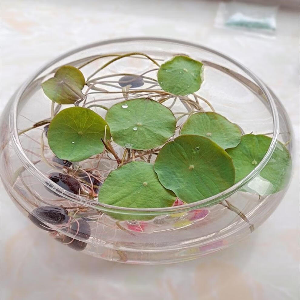 碗莲水培花盆水培植物花瓶鱼缸 水培玻璃大花盆鱼缸【大号直径25】