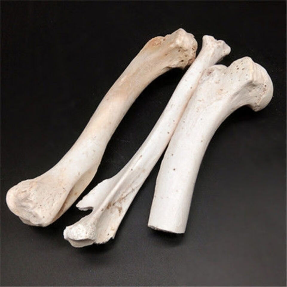 北京同仁堂原料 中药材生狗骨头 狗骨头 药用狗骨 狗骨头狗骨250克