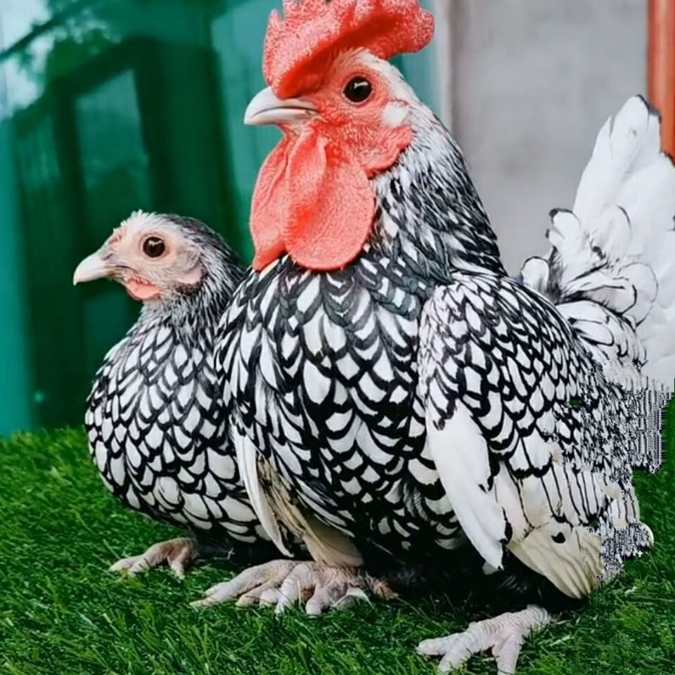 波兰鸡苗图片图片