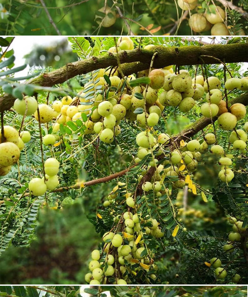 潮苑 油柑果清烟利喉水果 潮汕特产 甜种油甘王2斤【图片 价格 品牌