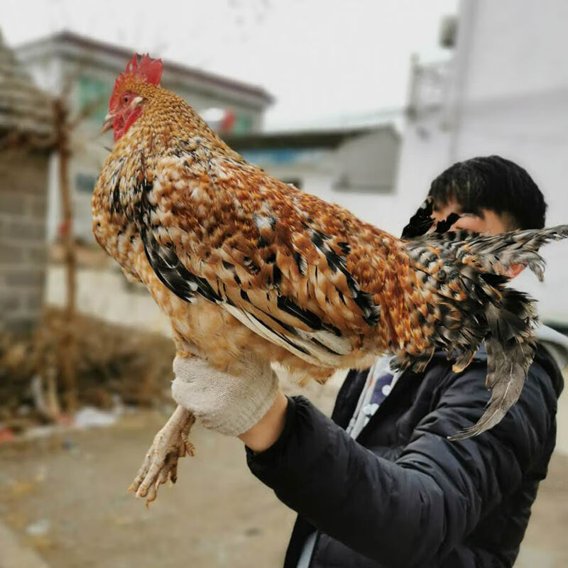 半大金蘆花脫溫雞正宗汶上蘆花雞幼苗紅蘆花雞小雞批發散養白蘆花