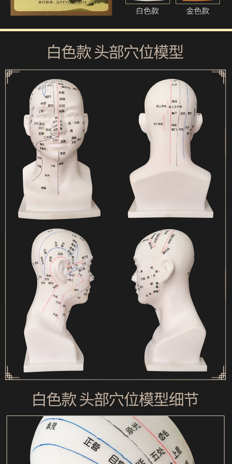 头部穴位模型针灸刻字头模带穴位全脸面部假头腧穴人体按摩图 笼趣