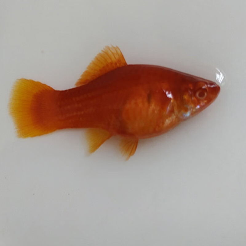 jypet高鳍红箭鱼观赏鱼高鳍红剑鱼淡水热带鱼活体鱼苗 高鳍刀公 母