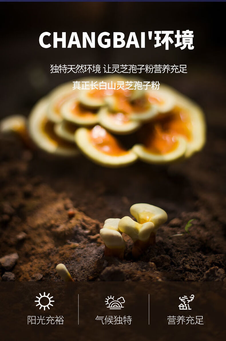 长白山头道灵芝孢子粉正宗野生灵芝孢子粉超细破壁片装试用装50克