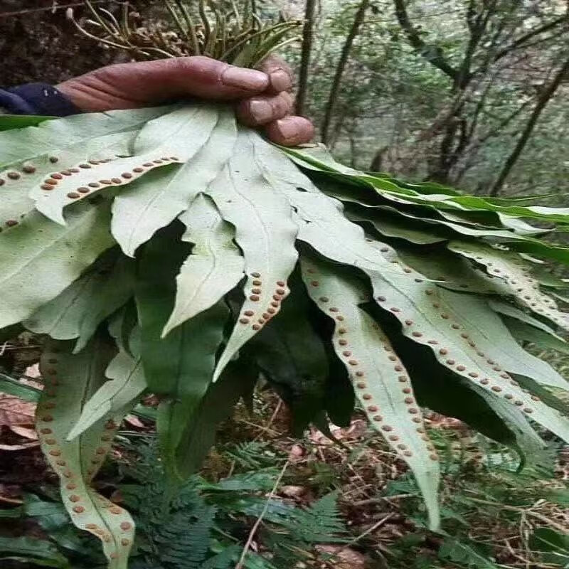 单肾草图片图片