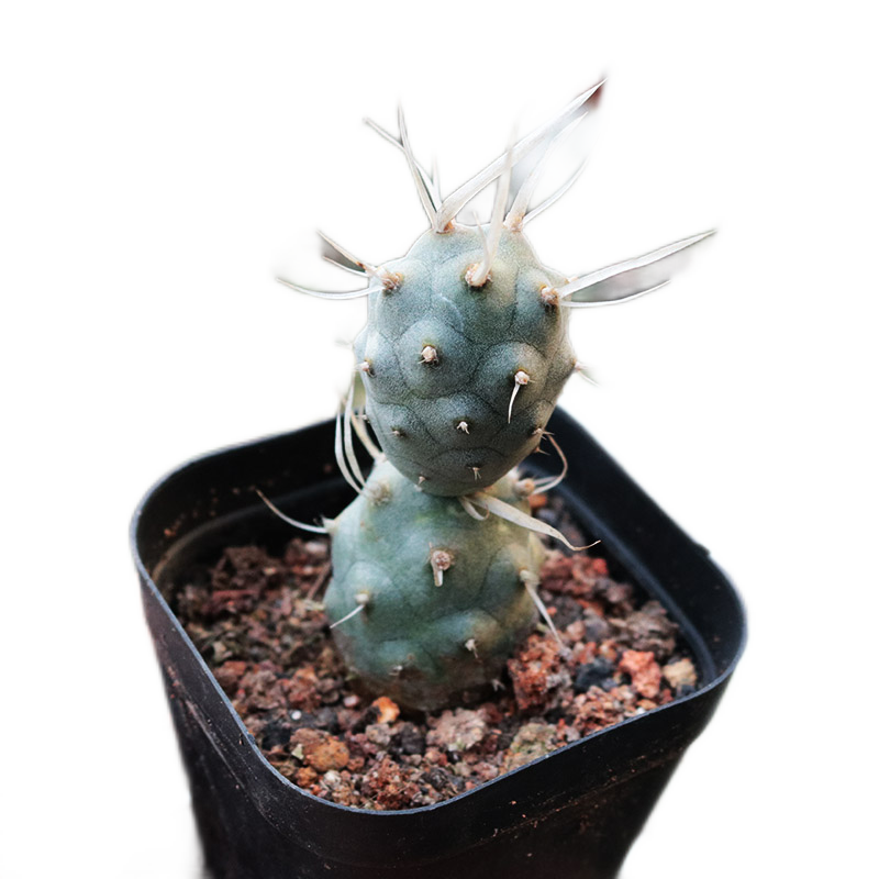 花络阁 武藏野 仙人球 高端纸刺团扇稀有冷门狂刺仙人掌桌面小盆栽