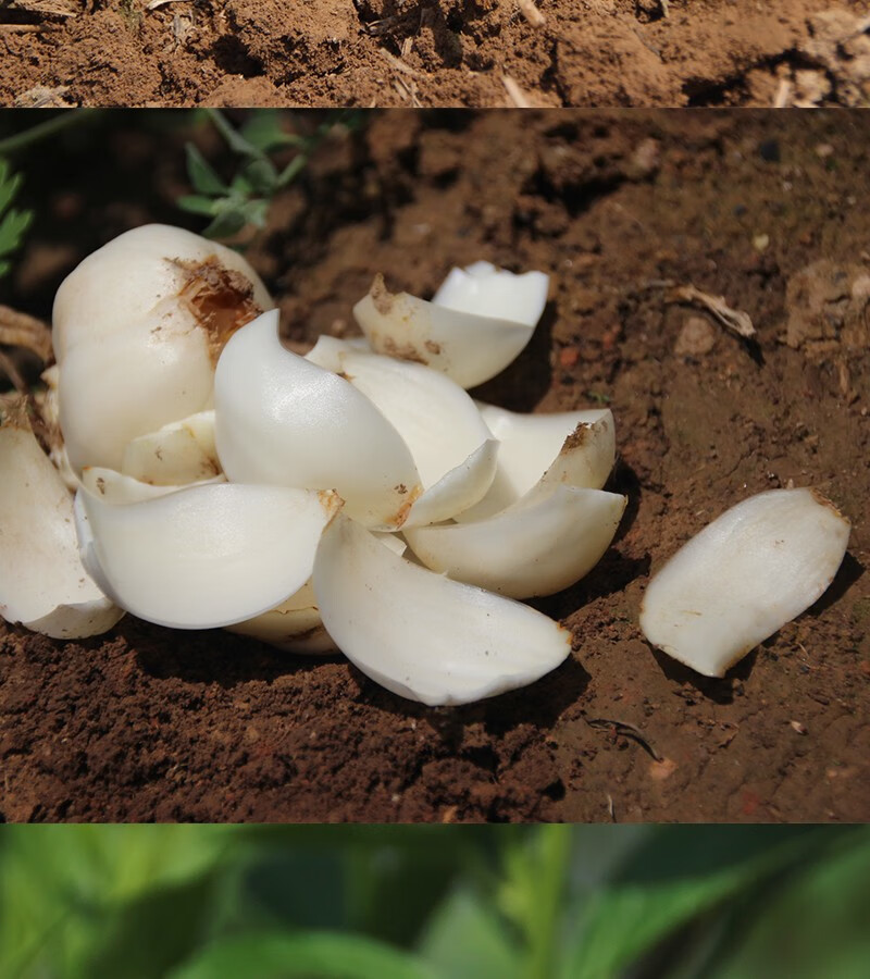 兰州百合鲜百合新鲜食用甜百合原生蔬菜真空包装180g袋特价促销2021年