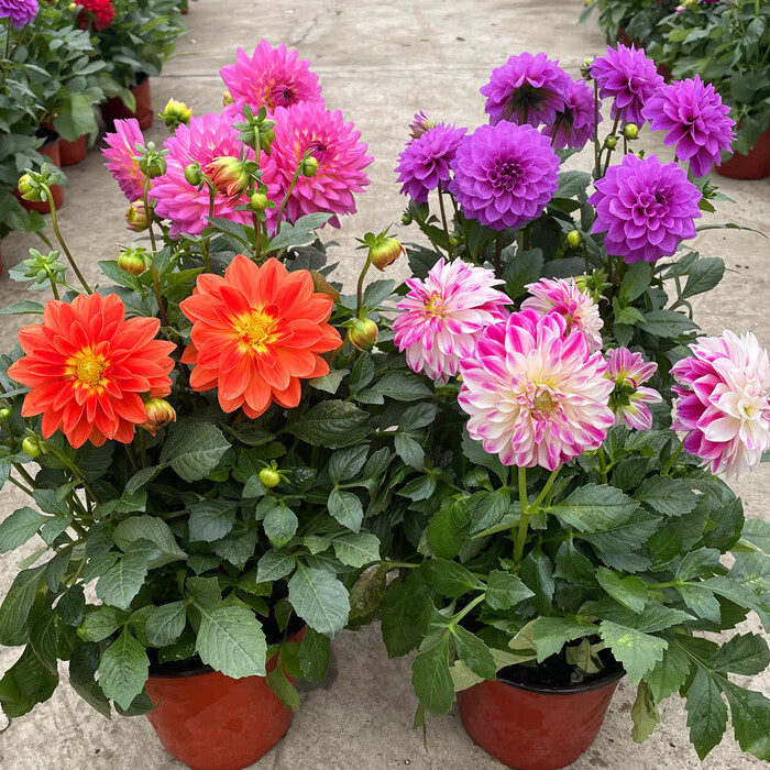 小丽花盆栽耐寒花期长大丽花庭院阳台盆栽多年生好养带花发货 小丽花