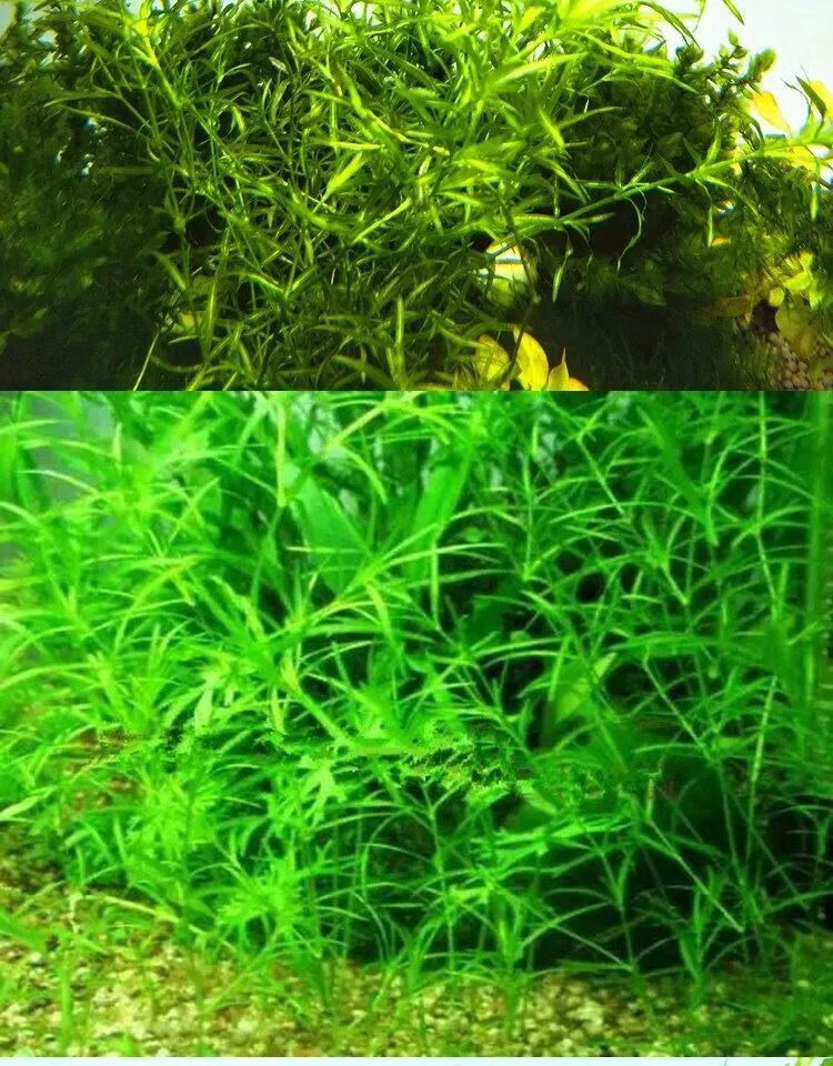 水草印度小竹节竹节草新手好养耐活懒人水草阴性水草鱼缸造景 小竹节5