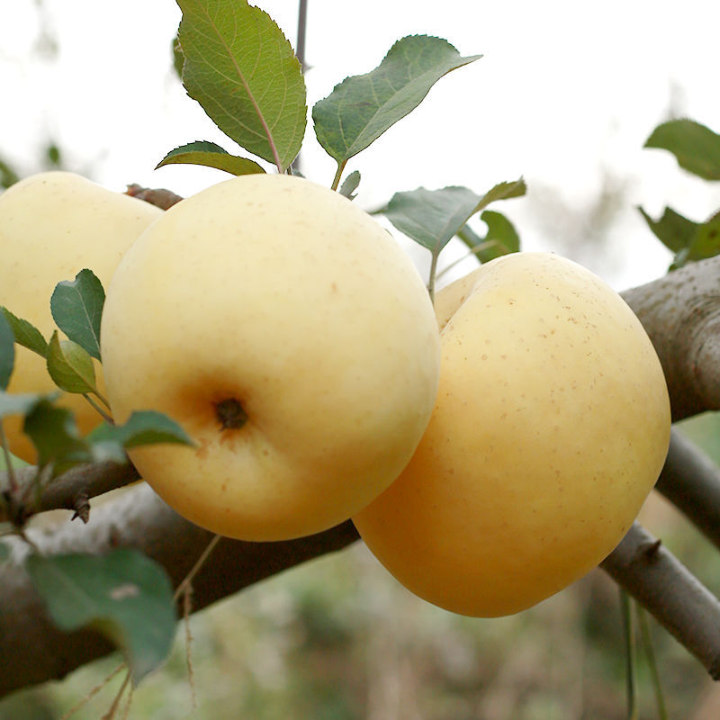 脆甜丑冰糖心新鲜水果整箱2斤10斤宝宝苹果奶香味黄皮苹果约60mm6斤