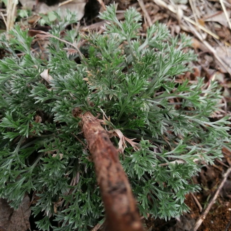 原产地正宗太行山野生白蒿,茵陈.无硫无添加绿色野菜.