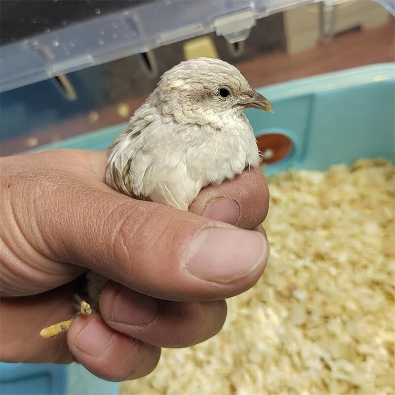 预售款芦丁宠物鸡苗观赏鸡下蛋小型好养活体种鸡活物卢丁一公一母颜色