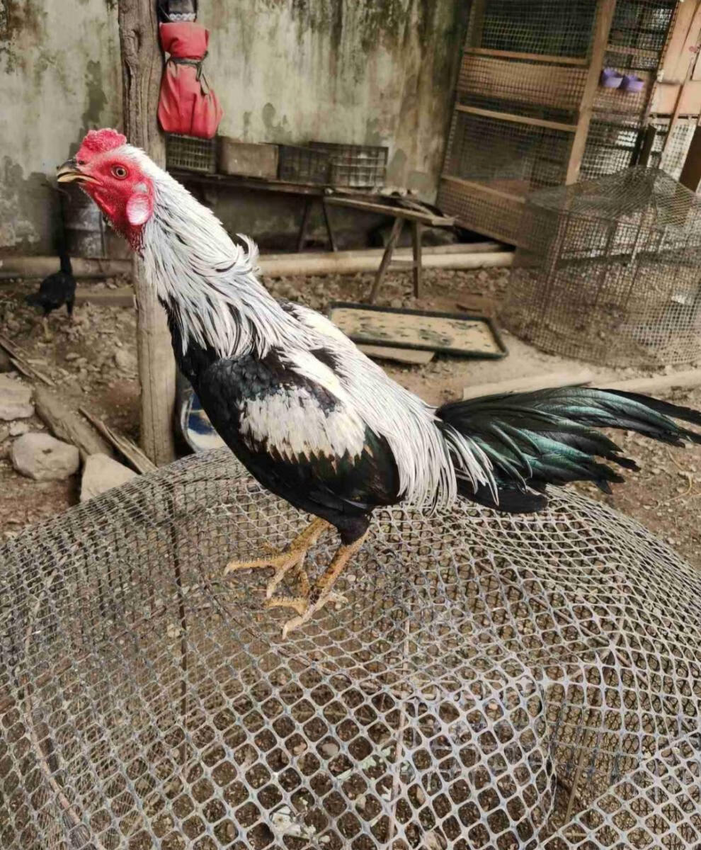 原装一代纯种缅甸斗鸡种蛋可孵化斗鸡蛋盖纱斗鸡进口高质量功夫鸡1枚