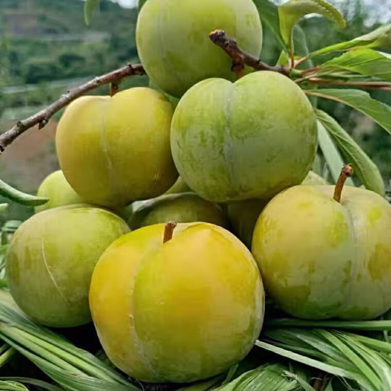 现摘顺丰礼盒六马镇蜂糖李贵州李子新鲜脆甜蜂蜜李子孕妇水果脱骨李大