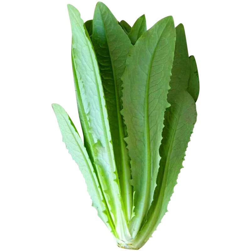 民汇园蔬菜种子好吃油麦菜 紫红油麦菜种子筱麦菜莴苣叶子青菜无斑甜