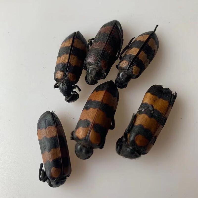 花初醒 云南中药材斑毛,蝥虫,斑毛,班虫精选大个10克中药材花初醒