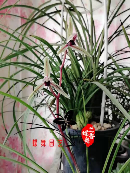 芊阙兰菌王营养液兰菌王四川华奕牌兰花营养液有益菌肥利于生根催芽兰