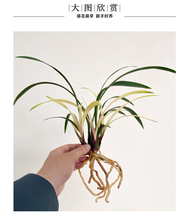 华香园绿植花卉兰花苗浓香四季兰建兰市长红办公室内盆栽盆景耐阴植物