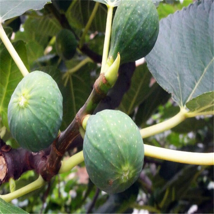 歐悟 無花果樹苗 當年結果 嫁接無花果苗 南方北方地栽盆栽果樹苗庭院