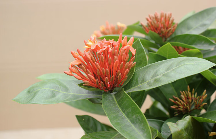 山丹丹龙船花盆栽带花庭院四季观赏绿植花卉花期长室内好养鲜花 四年