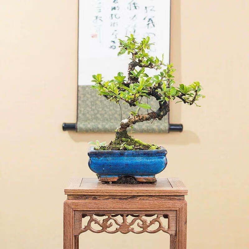 福建茶悬崖盆景s弯造型飘枝盆栽室外阳台绿植老桩四季常青开花福建茶