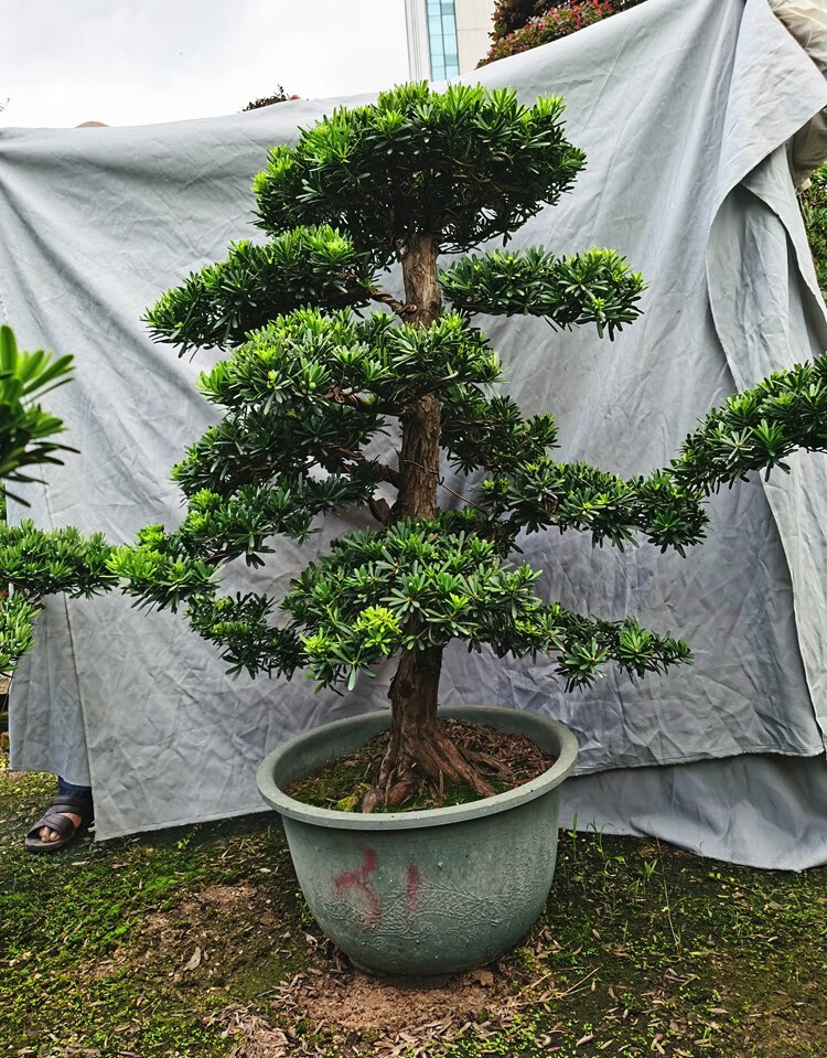 樹樁盆栽植物四季常青綠植庭院臺灣金鑽迎客松懸崖式小葉羅漢松含盆