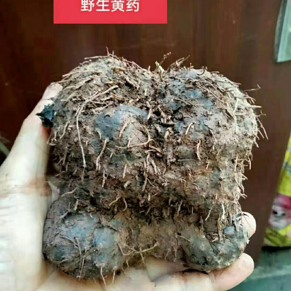 新鲜黄药子 黄药中药材 朱砂七 黄药 黄药根 木药子 黄独子 新鲜1斤