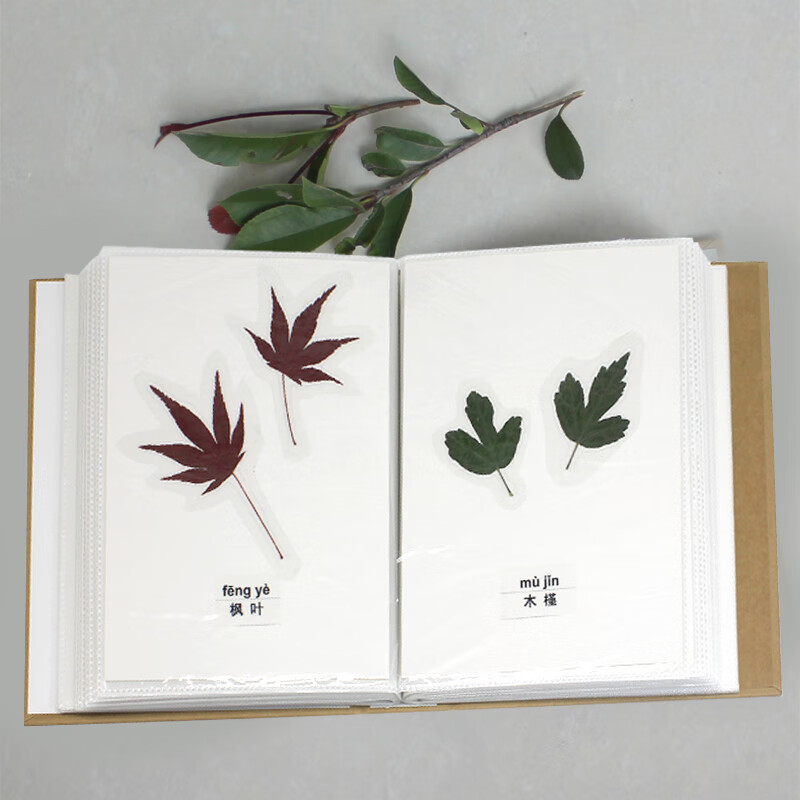 嘉栎树叶标本册植物风景画收集干花diy手工制作创意diy标本夹植物标本