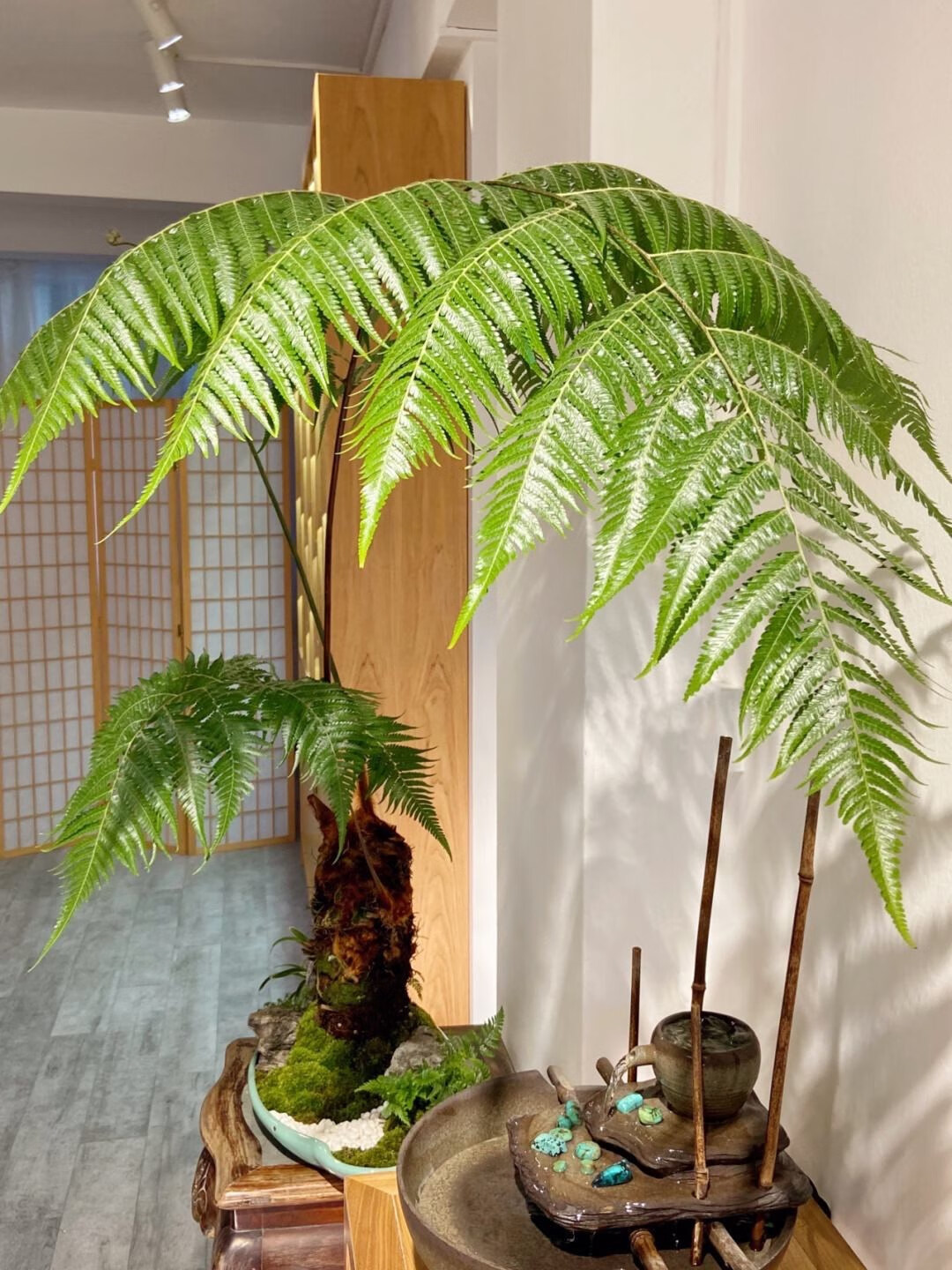 金毛蕨一叶蕨类植物老桩网红狗脊蕨室内绿植禅意蕨类欧式盆景盆栽裸根