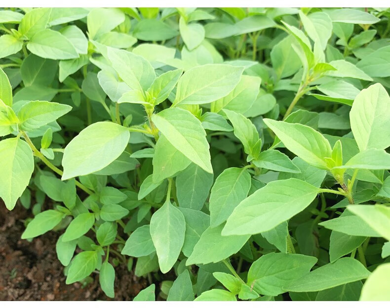 荆芥菜新鲜当天现摘现发河南荆菜大叶农家自种蔬菜整箱批发 1500g