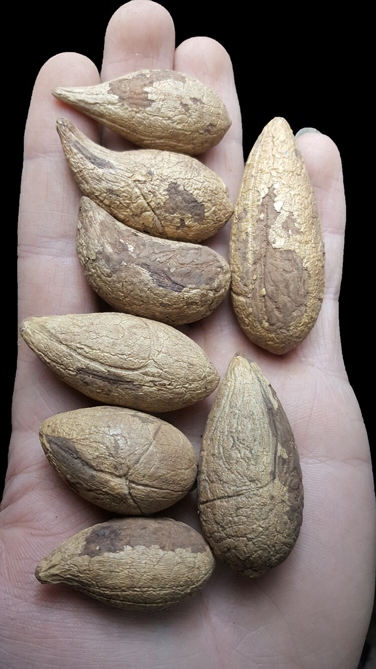 千眼菩提子原籽精品原料大胖果霸王果按斤按个超大胖果老果手把件sn