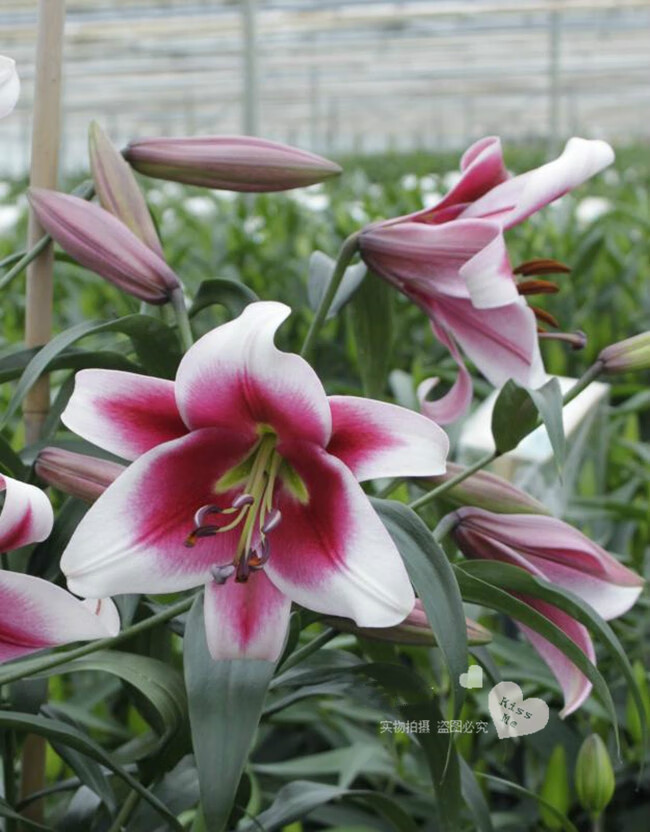 东皓 荷兰进口香水百合种球带芽浓香耐热 ot系列多个品种现货h 赞比西