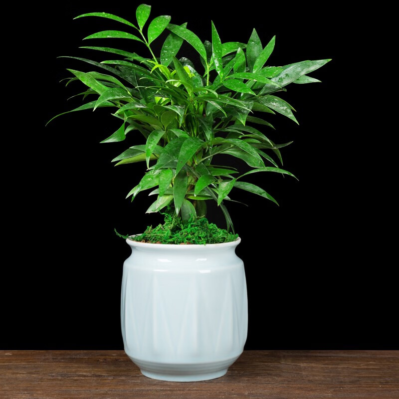 驱蚊竹柏植物清香客厅卧室室内桌面四季常青木本树杀菌除臭驱蚊草竹柏