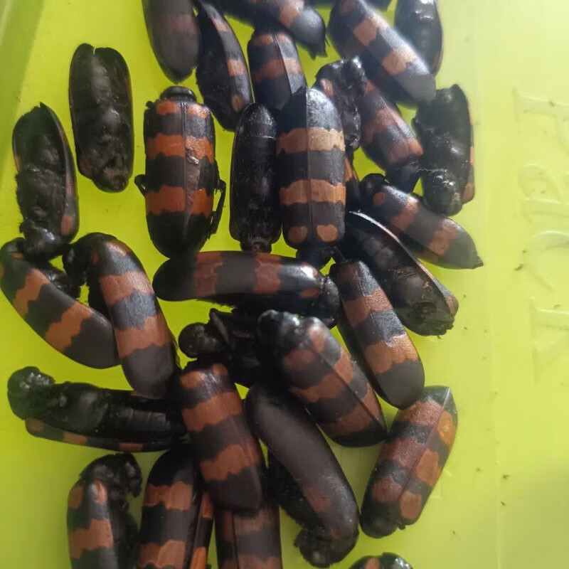 中药材斑毛 斑毛虫 黄豆虫 班虫外用中药材 30g【图片 价格 品牌 报价