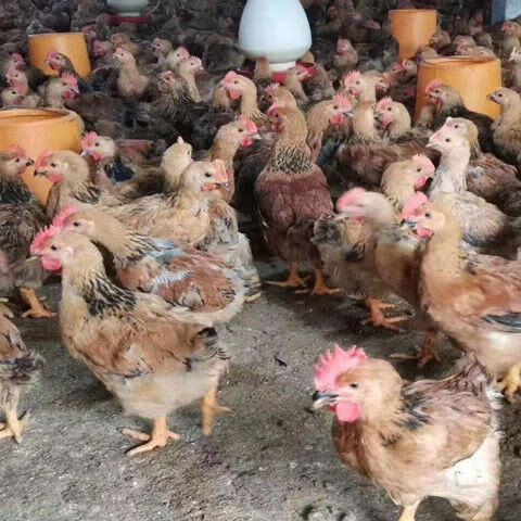 顺丰发货脱温鸡活苗大种肉鸡k9线鸡阉鸡活体九斤红大公鸡黑鸡麻鸡土鸡