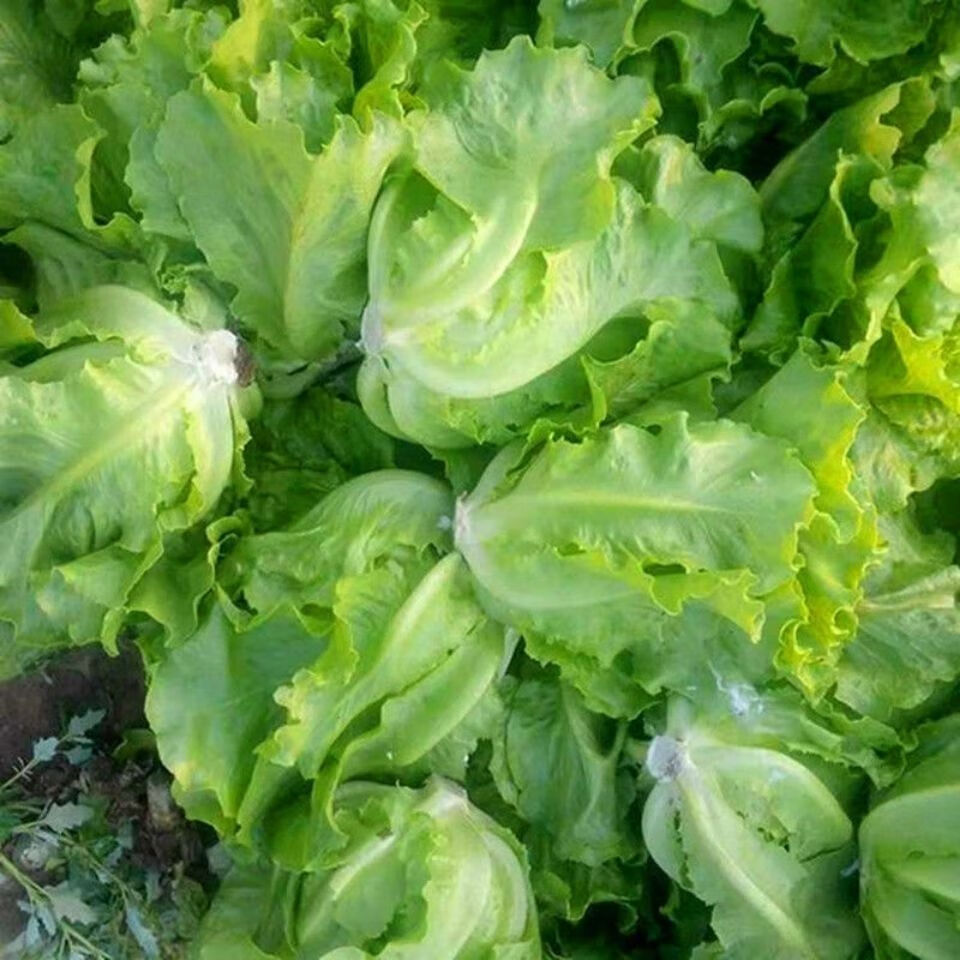 生菜新鲜蔬菜意大利奶油生菜沙拉菜青菜火锅涮菜生吃当季蔬菜批发4斤