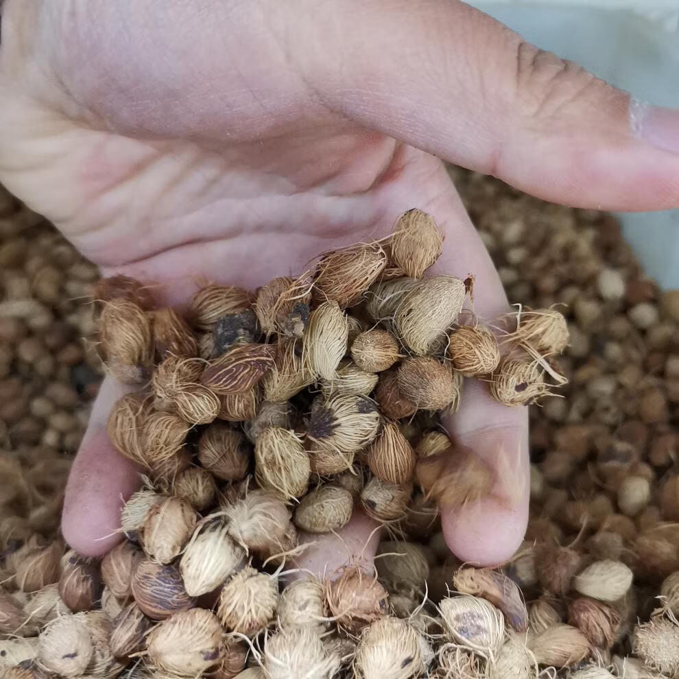 静谧散尾葵种子林木种籽国产散装四季多年生景观凤尾竹黄椰子观叶种孑