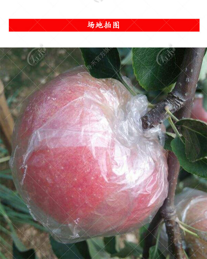 一朗月娥苹果套袋塑料水果防水防雨防鸟防虫专用袋套果袋农用果树袋带