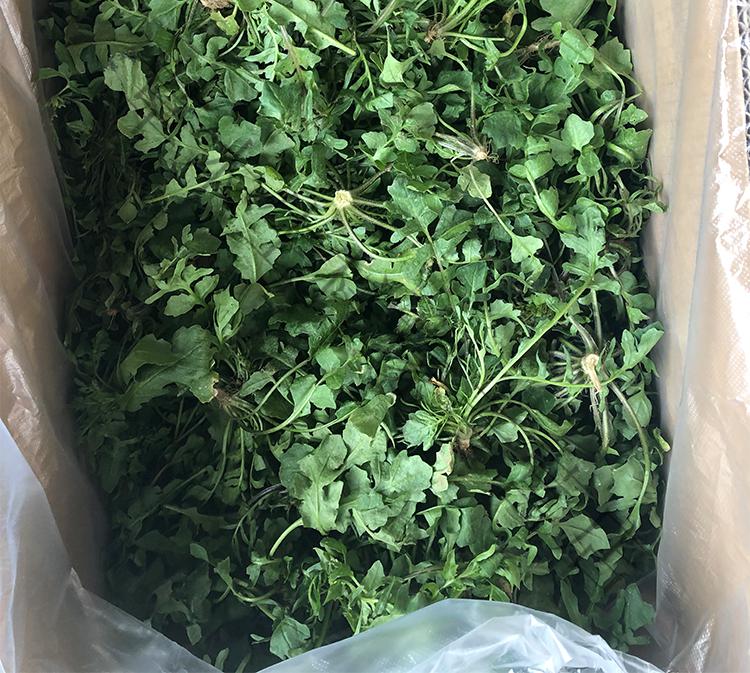 青樱红荔荠菜新鲜现挖地丁菜饺子馅月子菜菱角菜扁锅铲菜地菜500g