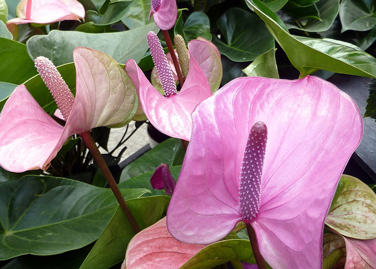 花苗紫掌香妃齐祖盆栽带花苞室内高档花卉耐阴耐热多年生 感悟 带盆栽