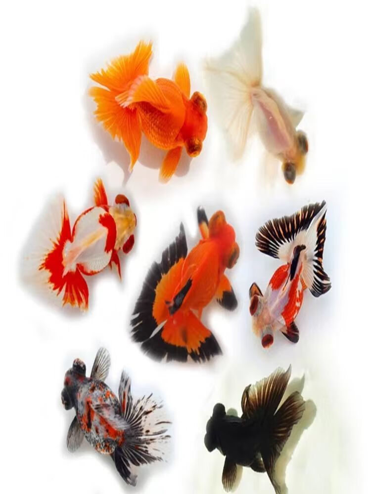 荣郁珍珠金鱼观赏鱼精品珍珠活体皇冠鼠头珍珠五花红白黑珍珠包活鱼苗