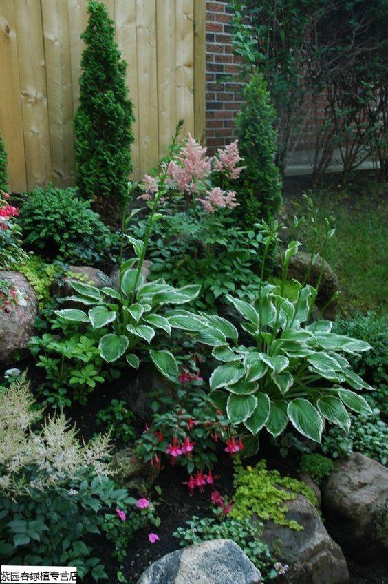 园艺玉簪花苗夏季庭院多年生宿根草本花园耐阴观叶植物花卉 海澜娜