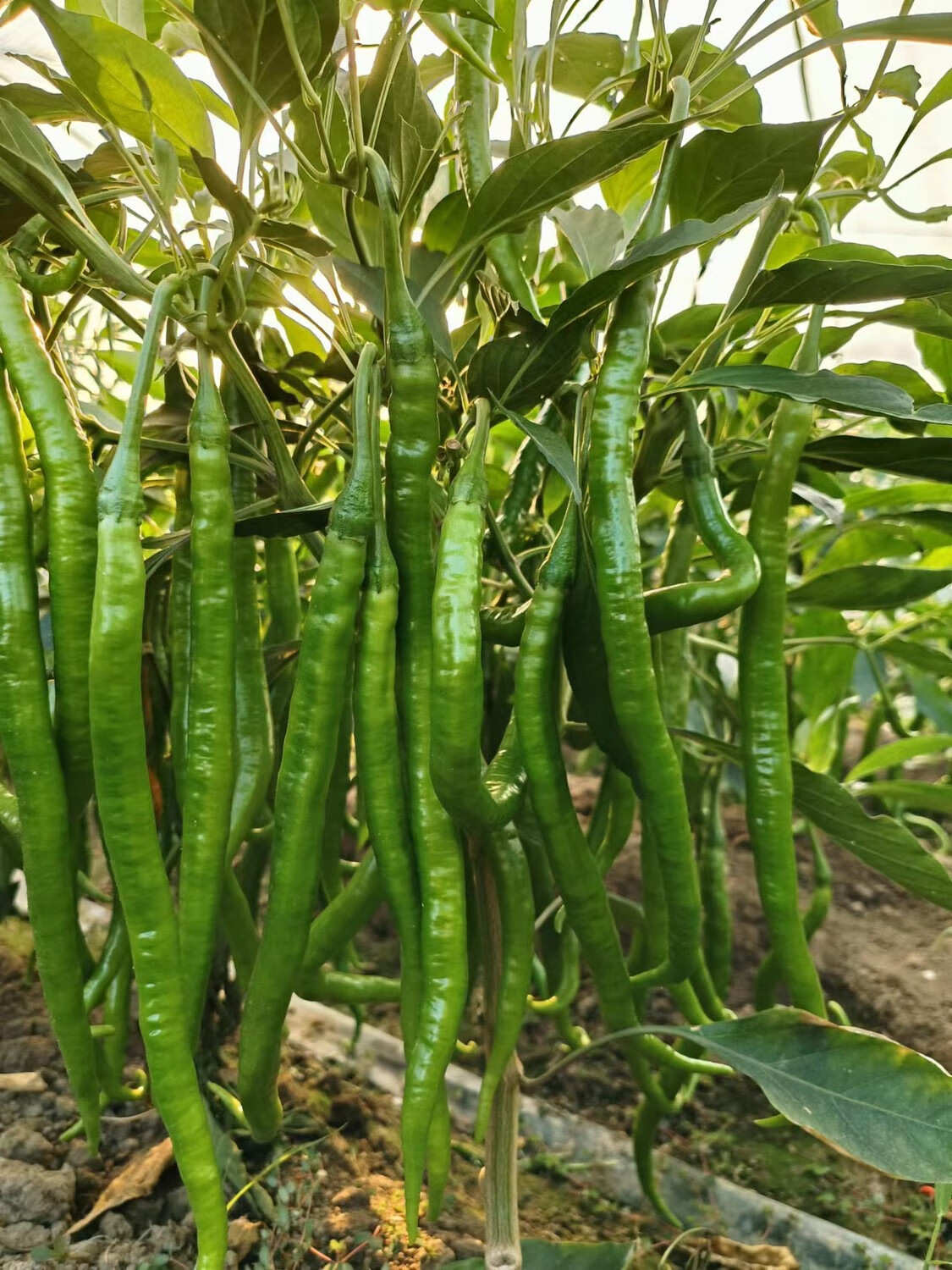 新鲜辣椒线椒二荆条香辣皮薄青椒杭椒蔬菜批发农家产地自种 现摘二