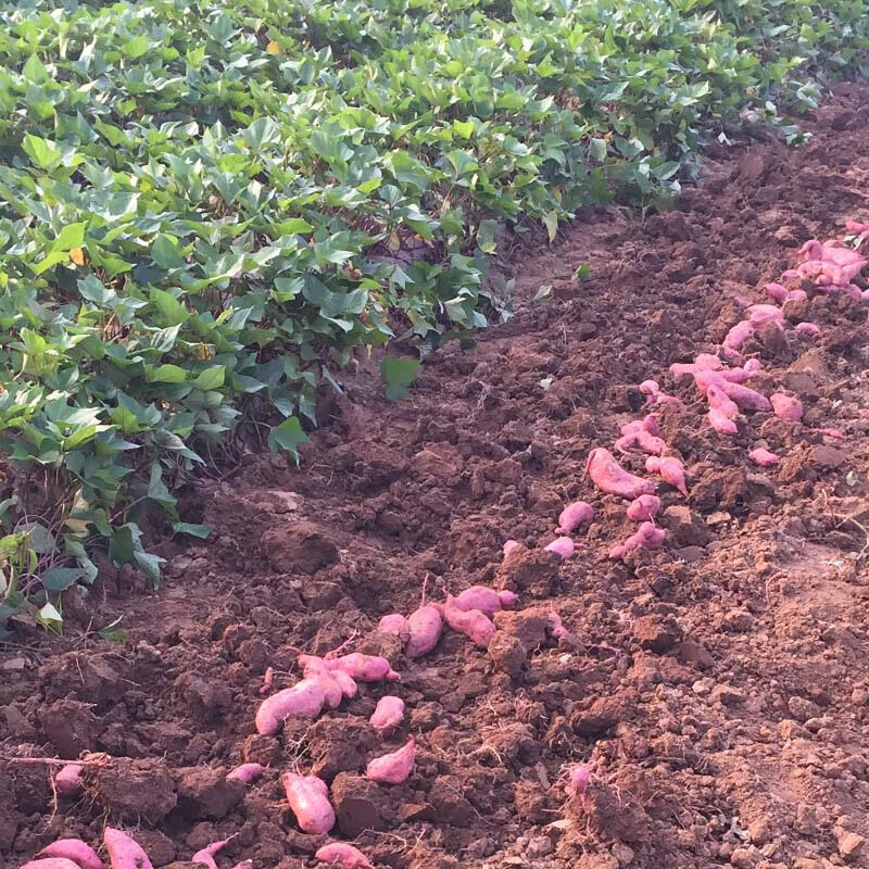 山西晋城高平红薯朱门番薯5斤农家甜地瓜白心山芋白薯生 小果 2500g