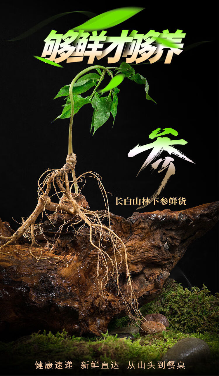 老山参千年鲜人参长白山东北人参野山参新鲜林下参矷山参泡酒 微残参3