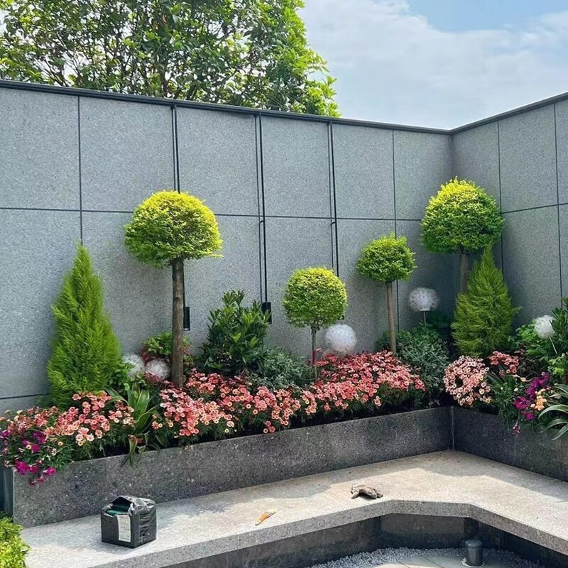 亮晶女贞造型树亮晶女贞球庭院绿化植物棒棒糖植物篱笆苗四季长青球形