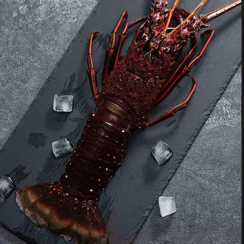 【顺丰空运】红龙虾 澳洲龙虾鲜活冷冻锦绣大龙虾海捕