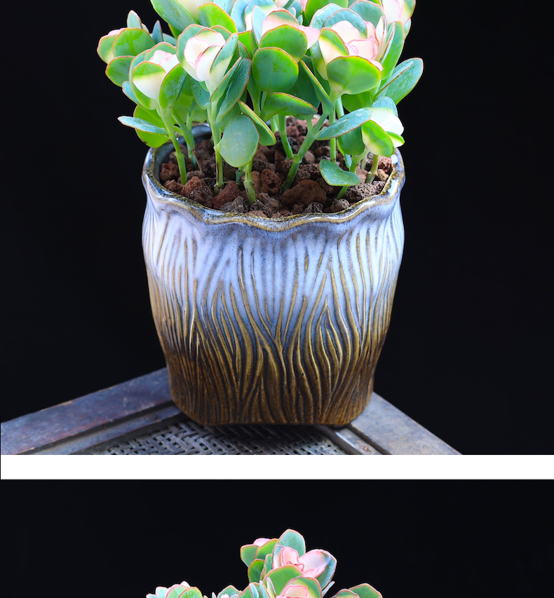 涞思芊【品质保证】贝壳锦多肉植物彩色白姬之舞多肉花卉盆栽成品栽好